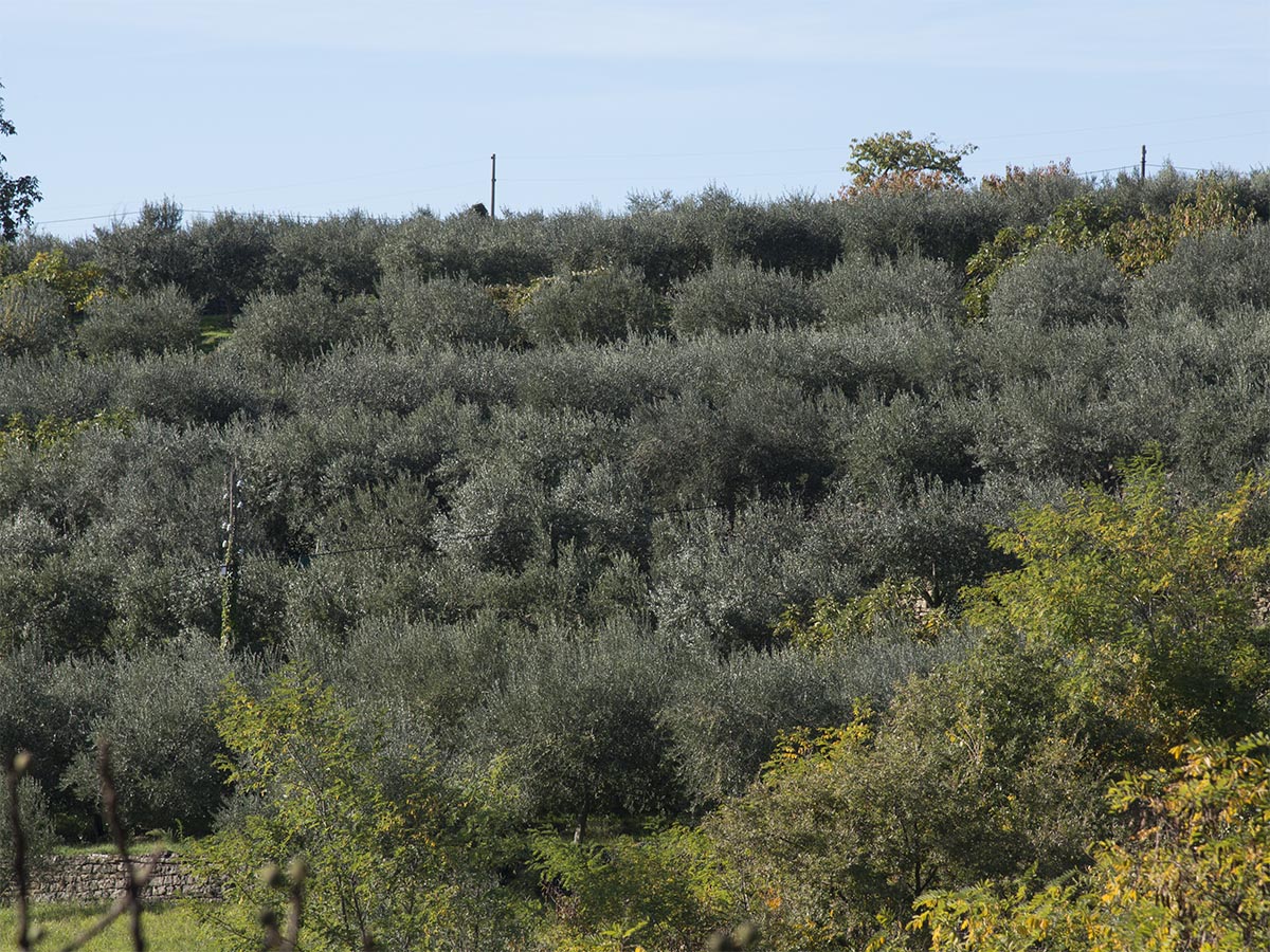 Olea europaea